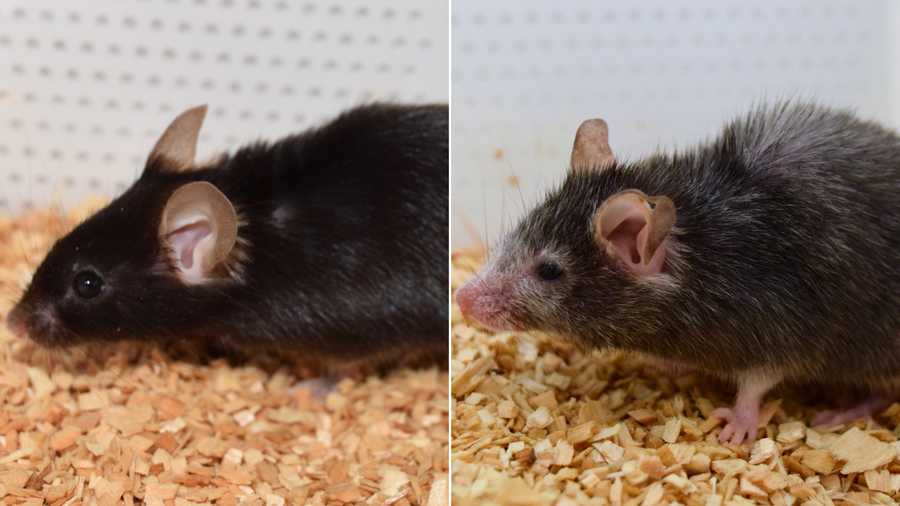reverse aging mice