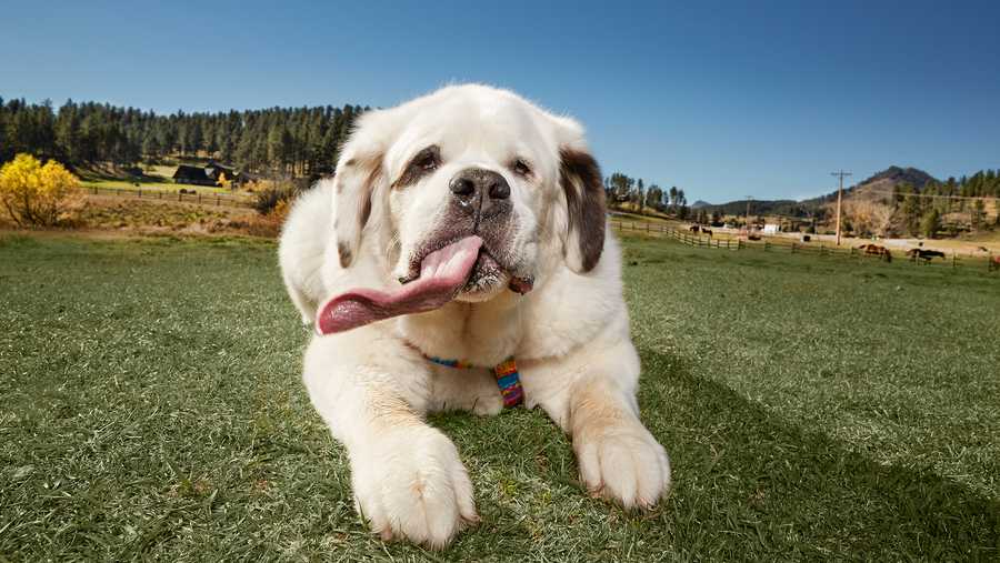 Mochi, the dog with the world's longest tongue, has died
