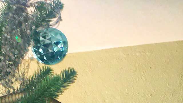 Venomous snake found lurking in family's Christmas tree - Vimarsana News