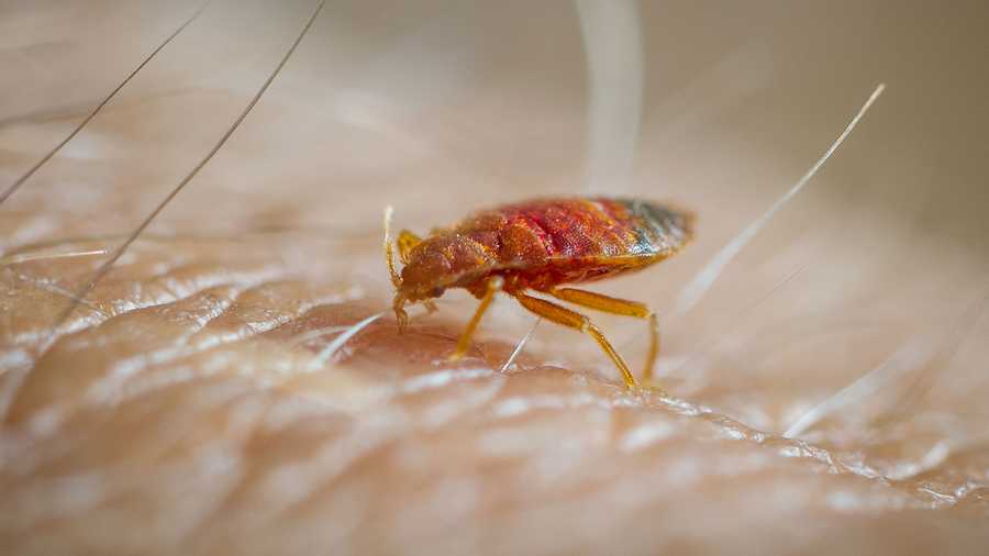 Bed bug feeding on human skin.