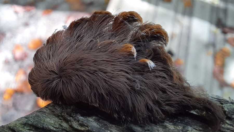 The Virginia Department of Forestry is warning residents to stay away from the caterpillar because it has venomous spines across its thick, furry coat.
