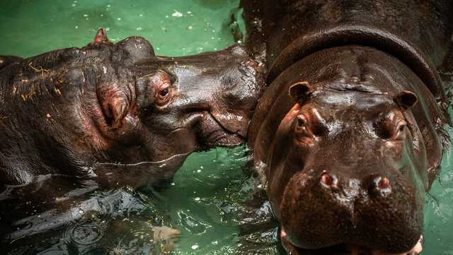 Runny-nosed hippos test positive for COVID-19 in Belgium - Vimarsana News