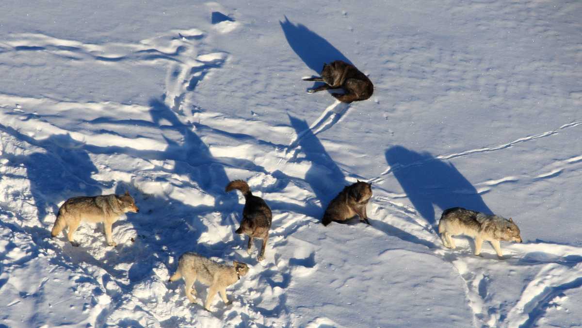 mind-control-by-parasites-influences-wolf-pack-dynamics-in