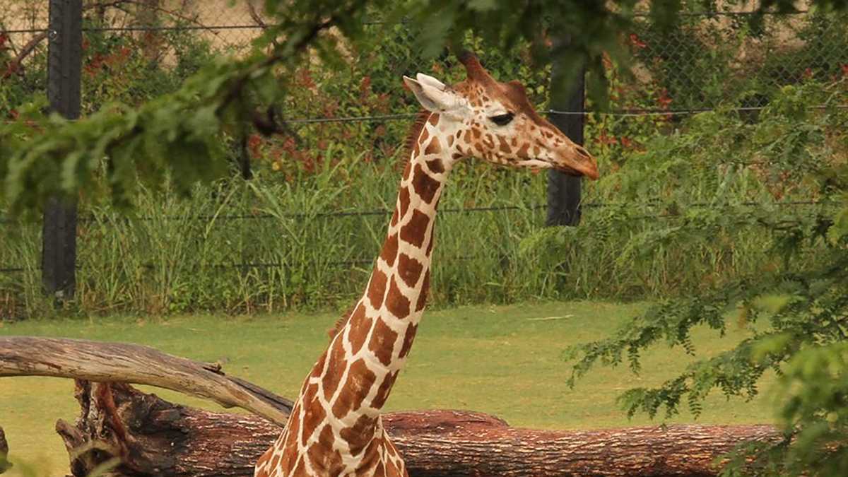 Zoo officials are investigating the mysterious deaths of two giraffes