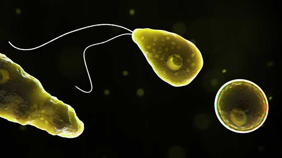 Naegleria fowleri, a brain-eating amoeba, was found in a Texas water supply.