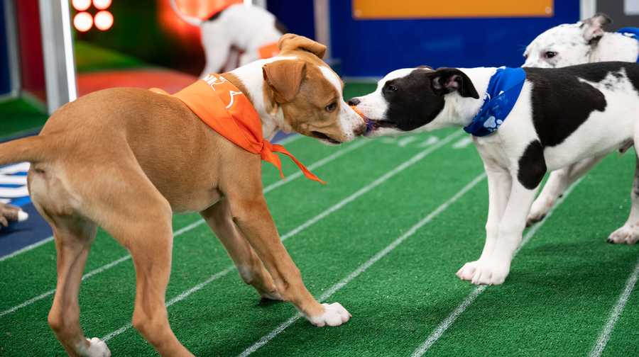 Puppies playing at Puppy Bowl XVII.