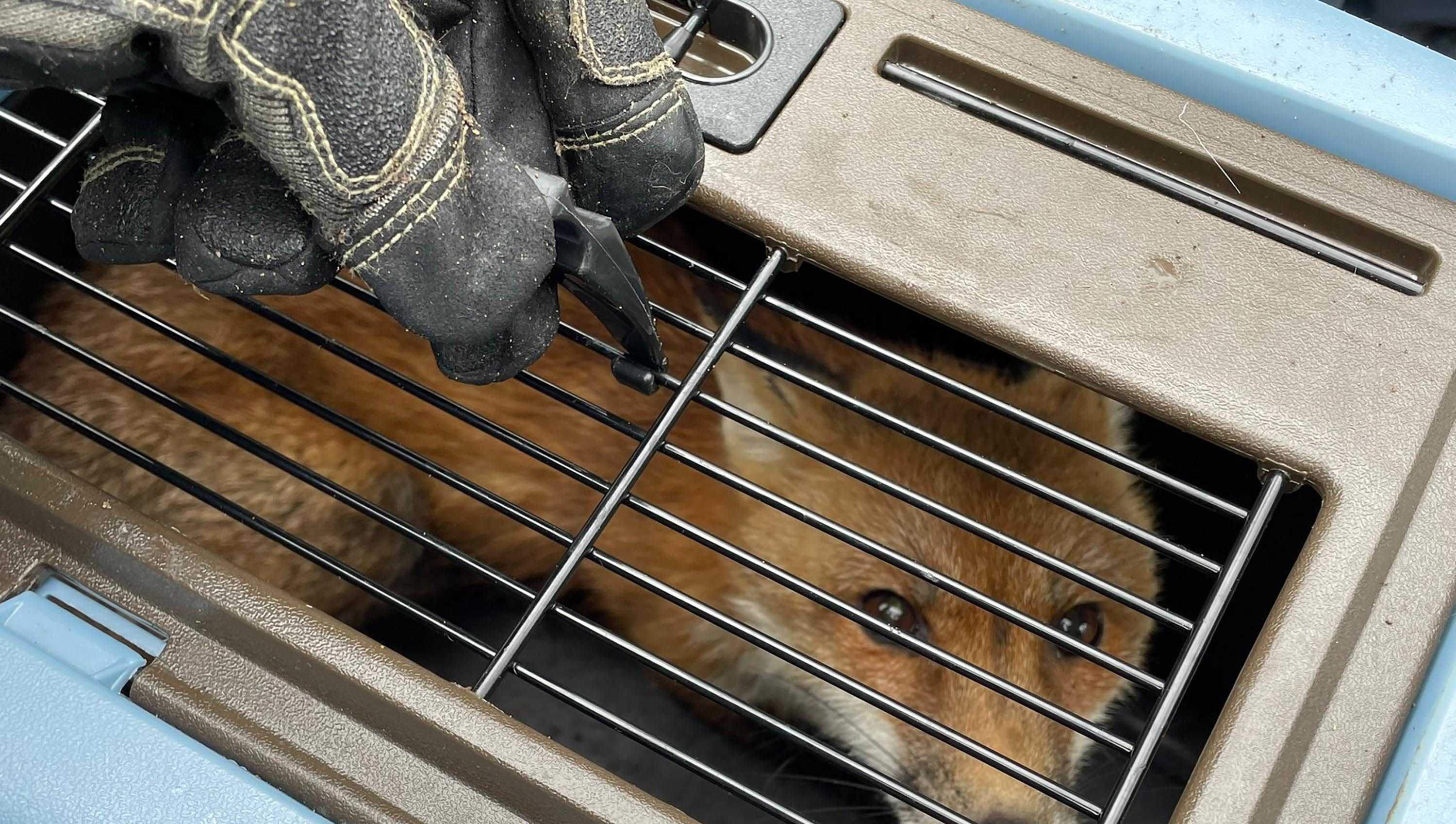 Capitol Police capture fox after lawmaker says it bit through his pant leg - Vimarsana News