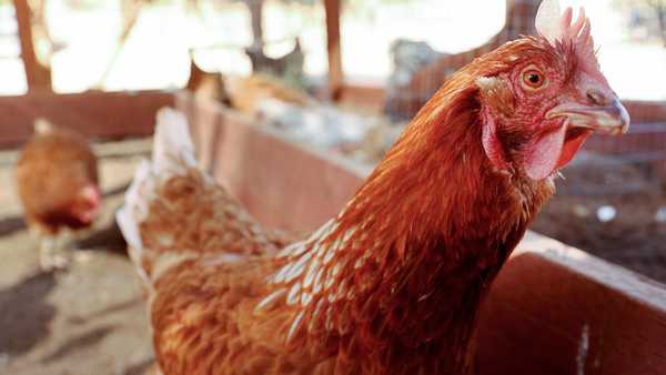 Rescued chickens gather in an aviary at Farm Sanctuary's Southern California Sanctuary on October 5, 2022 in Acton, California.