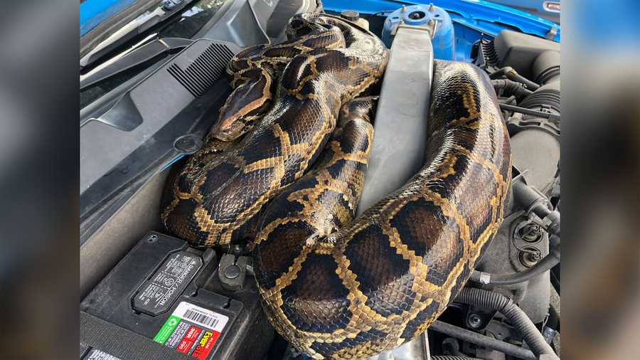 Wildlife officers were called to a business in Dania Beach, Florida, on Oct. 30 to remove a 10-foot-long Burmese python from the car's engine compartment. In this photo, a snake had slithered its way under the hood of a Ford Mustang.