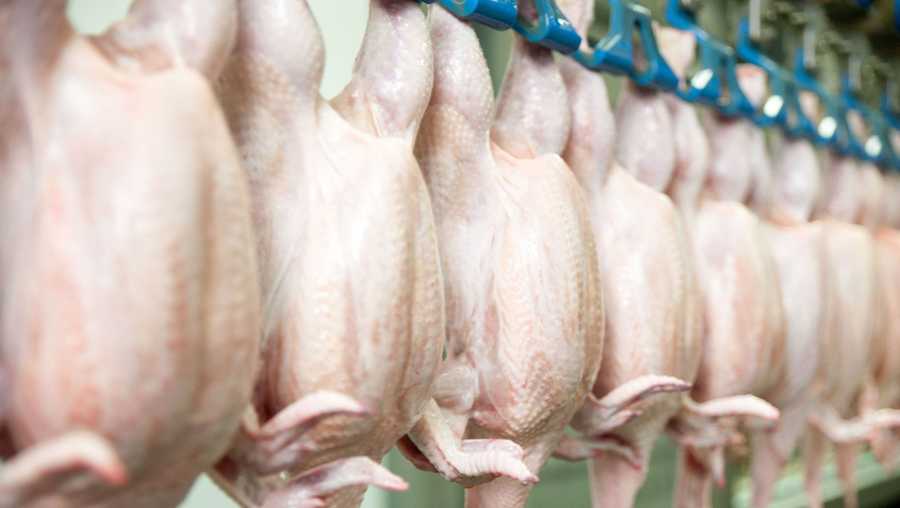 Two million chickens on several farms in Delaware and Maryland will be "depopulated" — meaning humanely killed — due to a lack of employees at chicken processing plants, according to a statement from Delmarva Poultry Industry Inc.