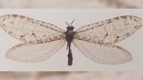 Giant flying insect found on the side of a Walmart building turns out to be Jurassic-era find - Vimarsana News