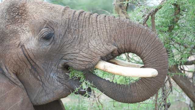 How could elephant trunks lead to a breakthrough in robotics? Scientists explain - Vimarsana News