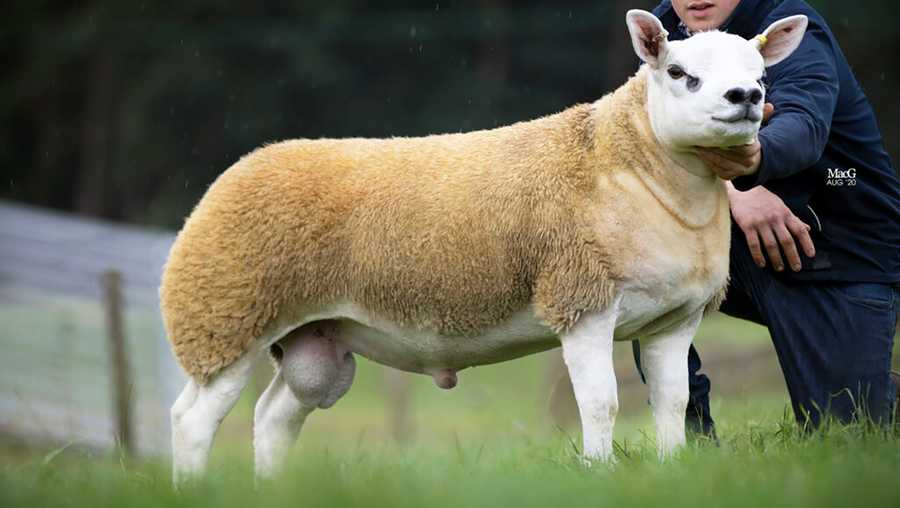A sheep sold for a record 350,000 guineas — or around $490,000 in American money — at an auction in Scotland this week.