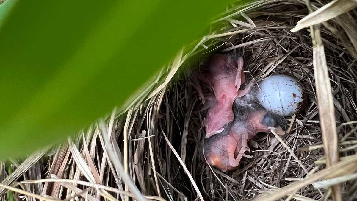 Brevard Zoo welcomes endangered grasshopper sparrow chicks