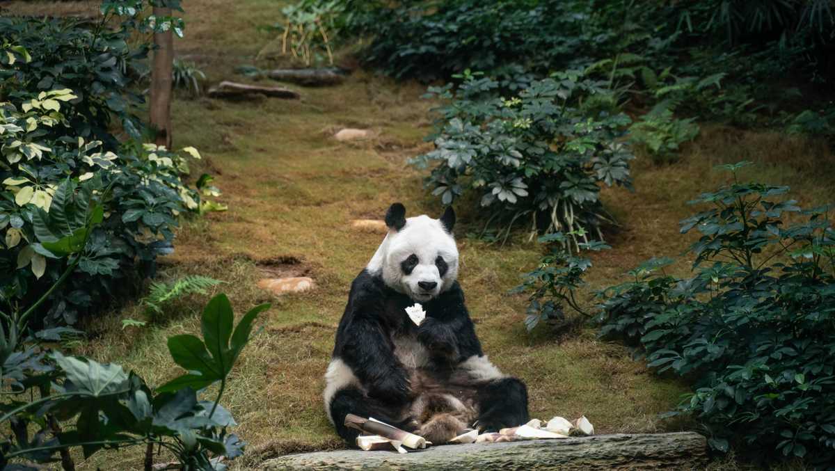 World's oldest male giant panda dies at age 35