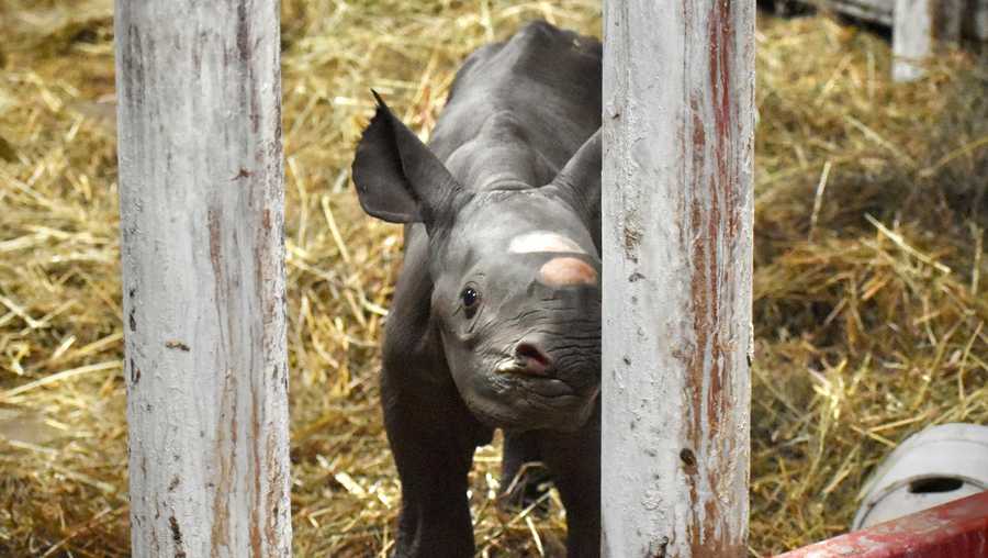 The baby black rhino was born on Christmas Eve at Potter Park Zoo.