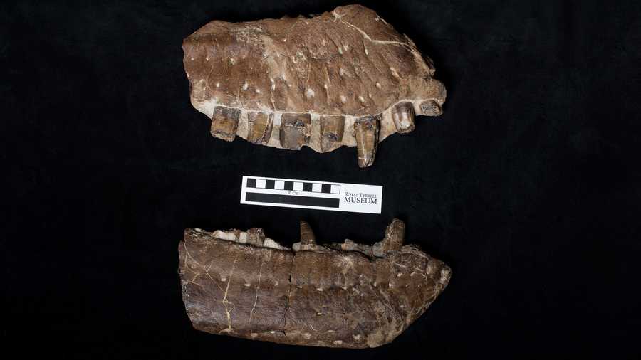 Fossil fragments from the tyrannosaur skull include teeth.