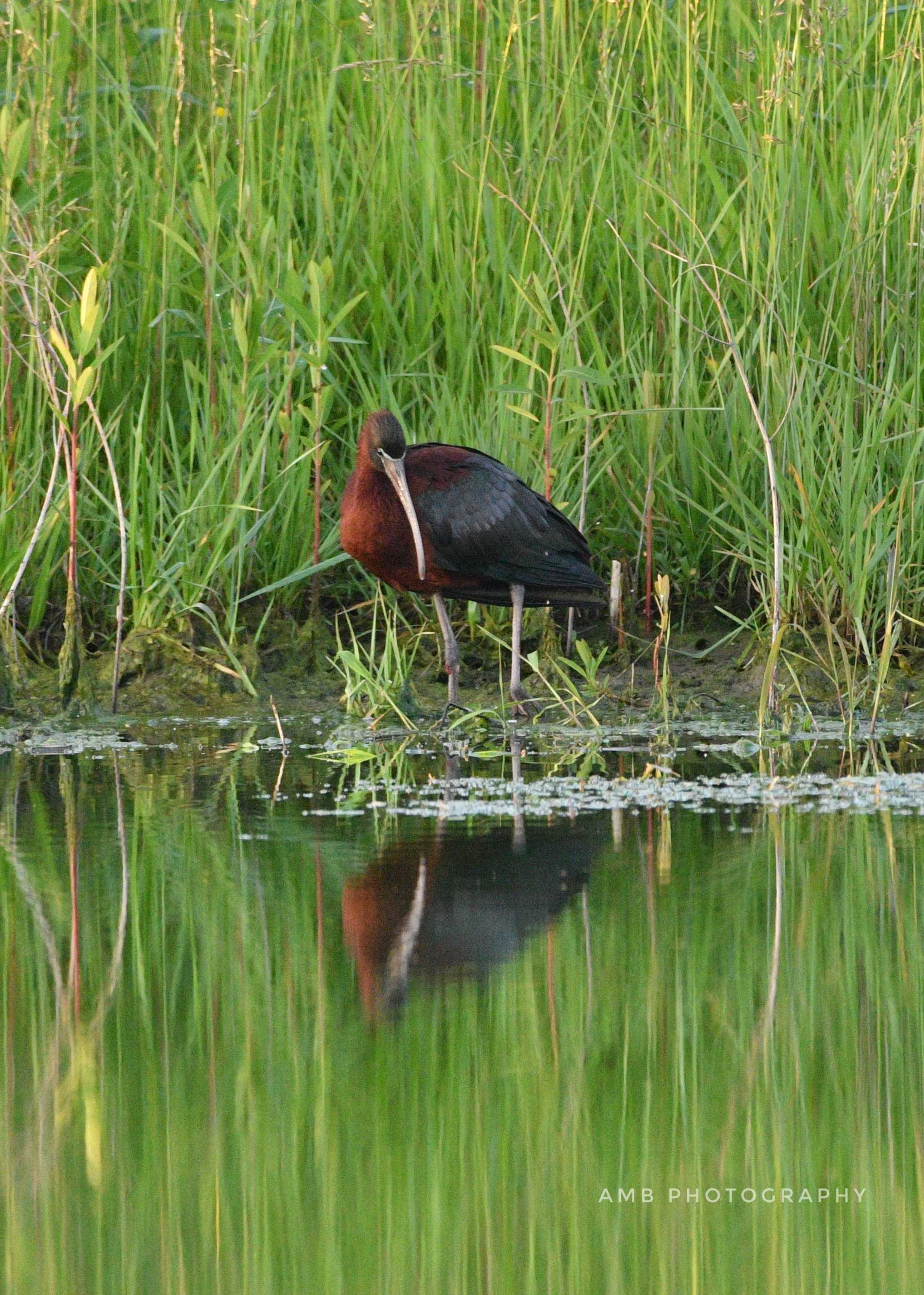 ibis-4-683a1b148e6c4.jpg?crop=
