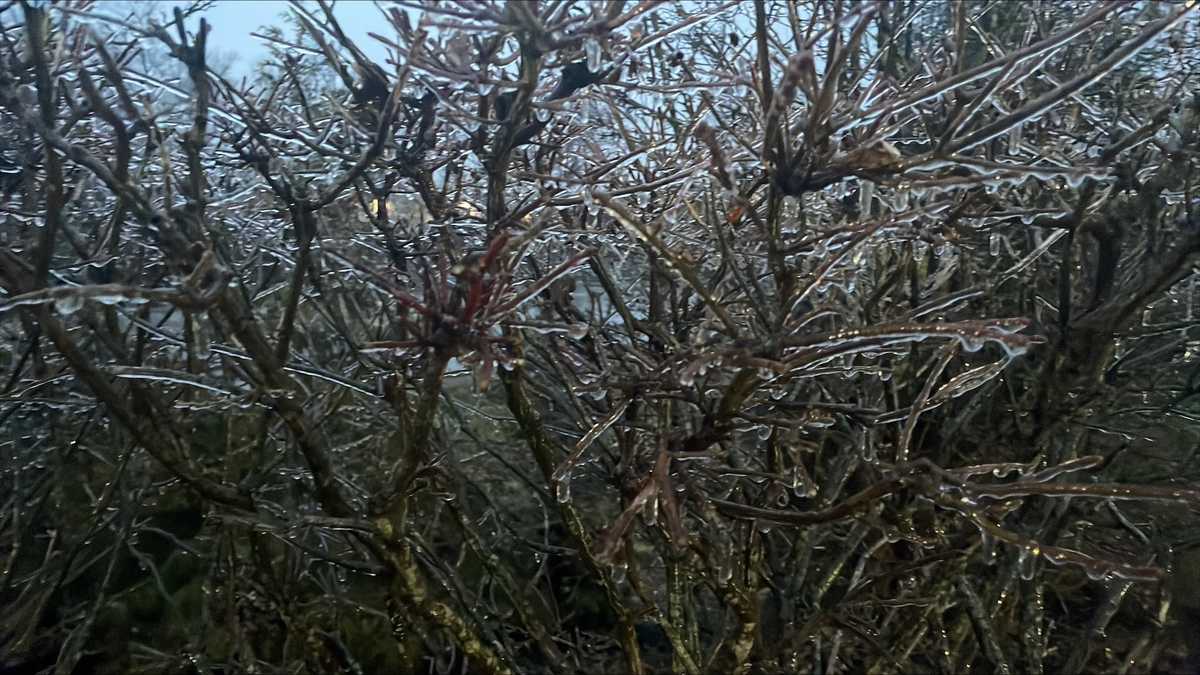 Freezing rain leaves behind moist roads, ice on bushes round Cincinnati space