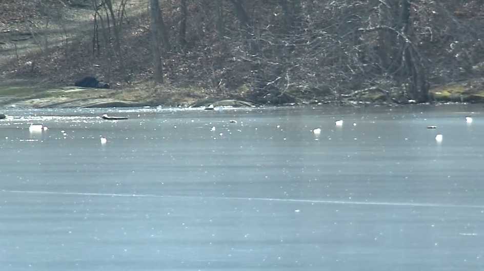 Man rescued from icy pond after trying to save young boy