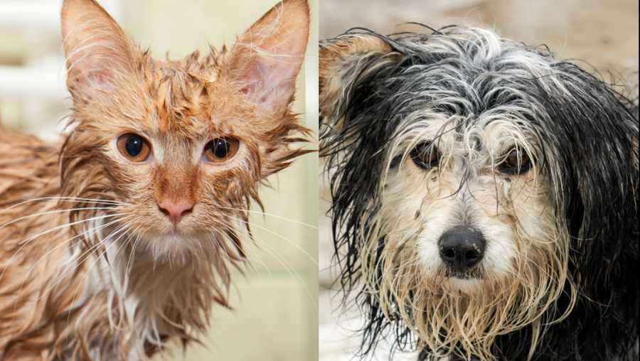 More than 100 animals rescued from Hurricane Ida are coming to Cincinnati