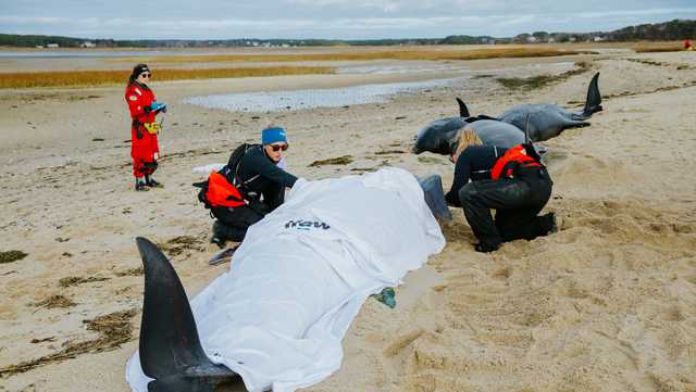 Pilot whales stranded close to shore in Eastham, Massachusetts - Vimarsana News