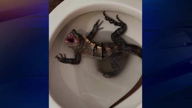 Florida man finds hissing iguana in his toilet - Vimarsana News