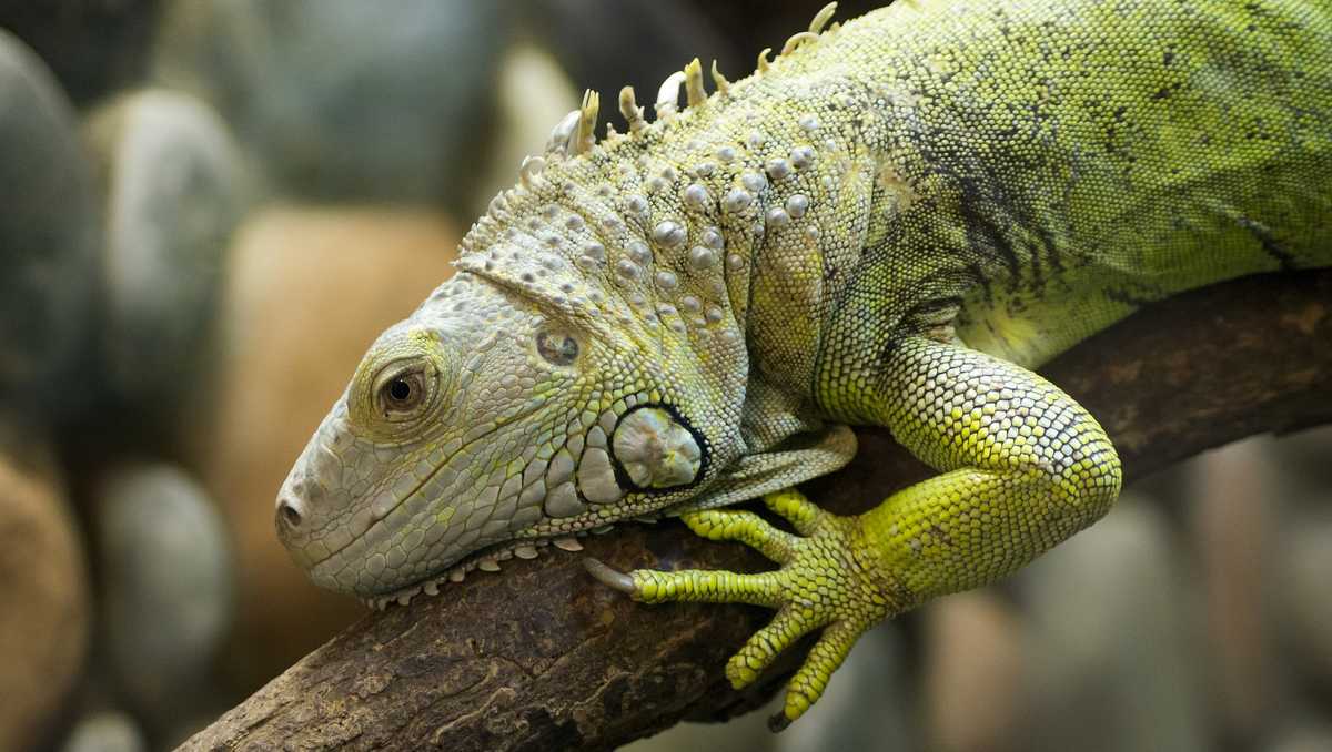 Falling iguanas possible with cold in Florida this weekend