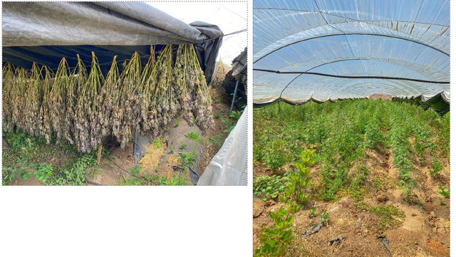 Monterey County DA: Berry farm hid large illegal cannabis farm - Vimarsana News