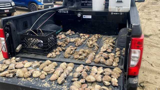 Wildlife officials have seized over 1,300 illicit clams in Pismo Beach since May - Vimarsana News