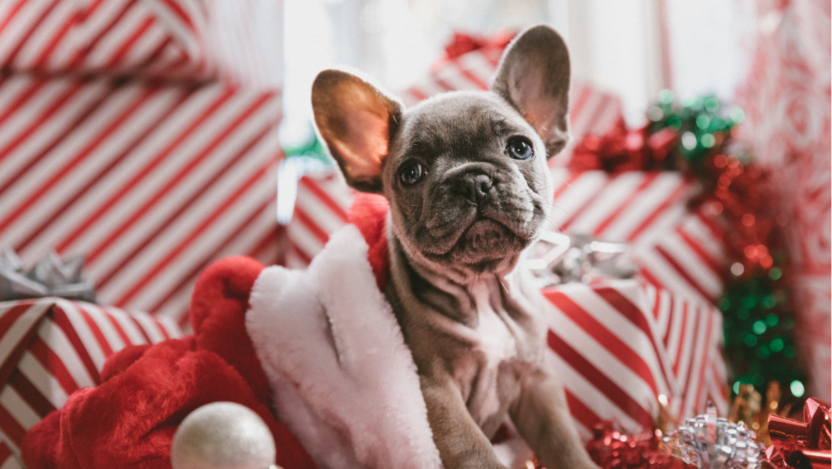 Holiday Gifts for Good Dogs & Cats — Animal Connection LLC