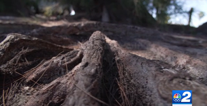 How invasive trees cost you money and stealthily push out our area's ...