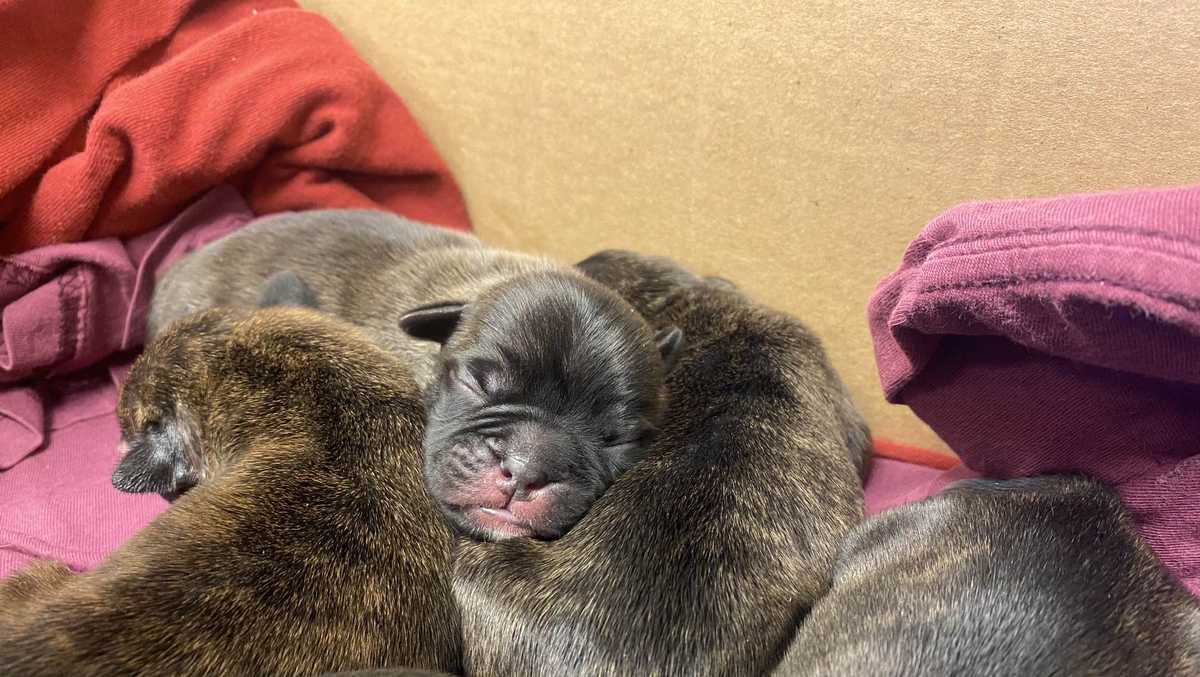 Council Bluffs puppies rescued after being found in cardboard box