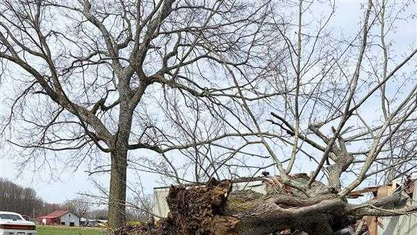 9-year-old boy dies in southern Indiana after tree falls on mobile home