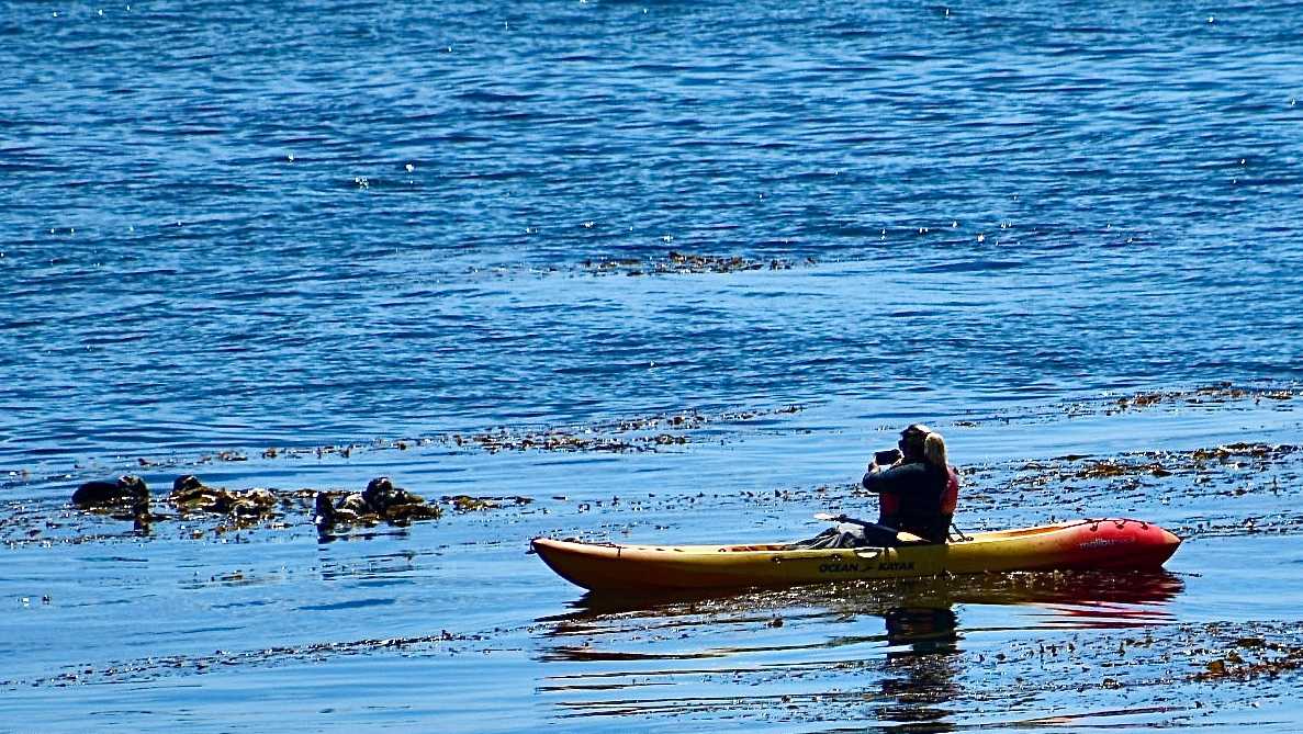 Growing concerns over sea otter harassment in Santa Cruz