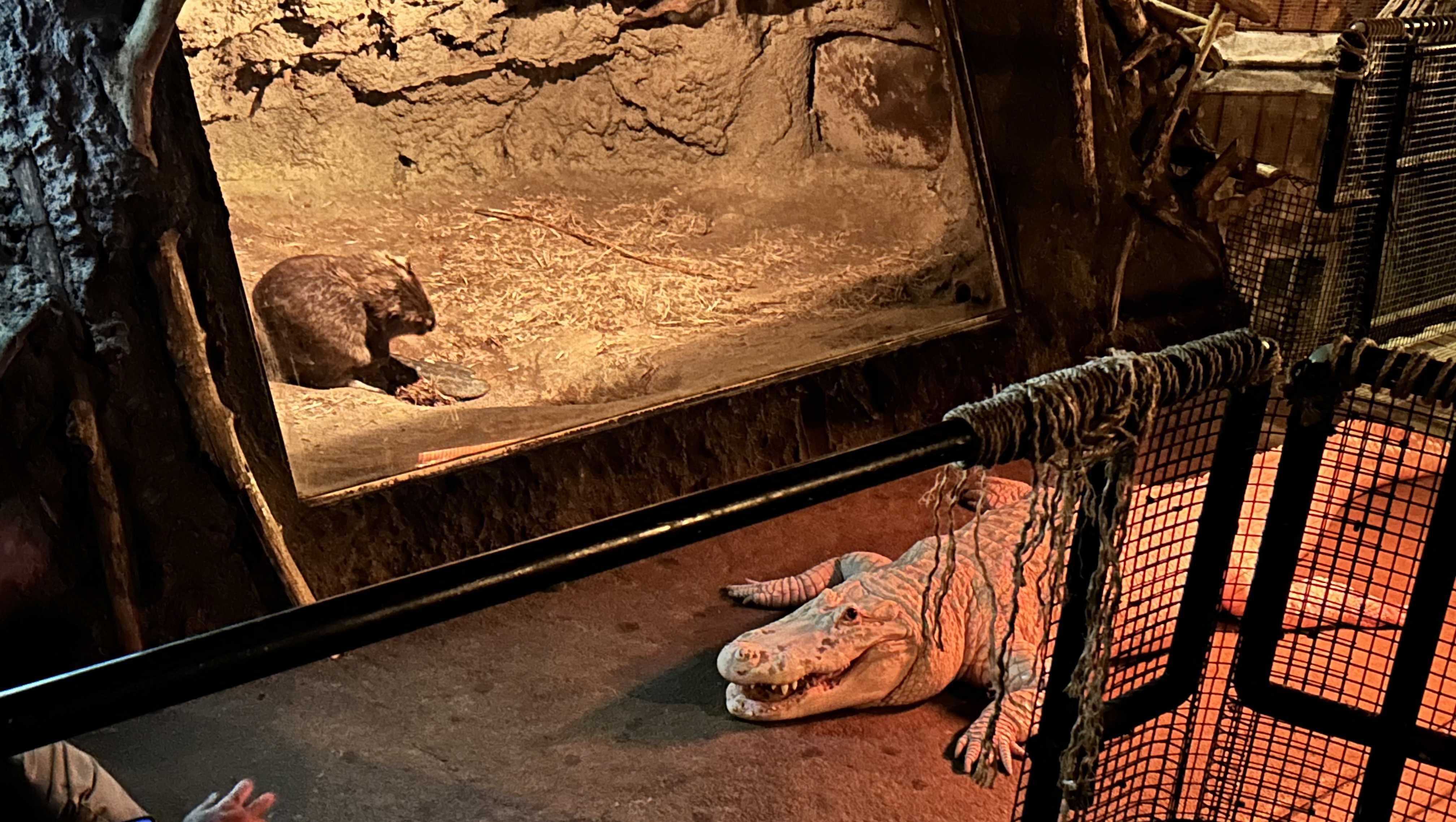 Zoo veterinarians remove nearly $7 in coins from alligator's belly - Vimarsana News