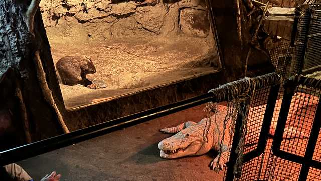 Zoo veterinarians remove nearly $7 in coins from alligator's belly - Vimarsana News
