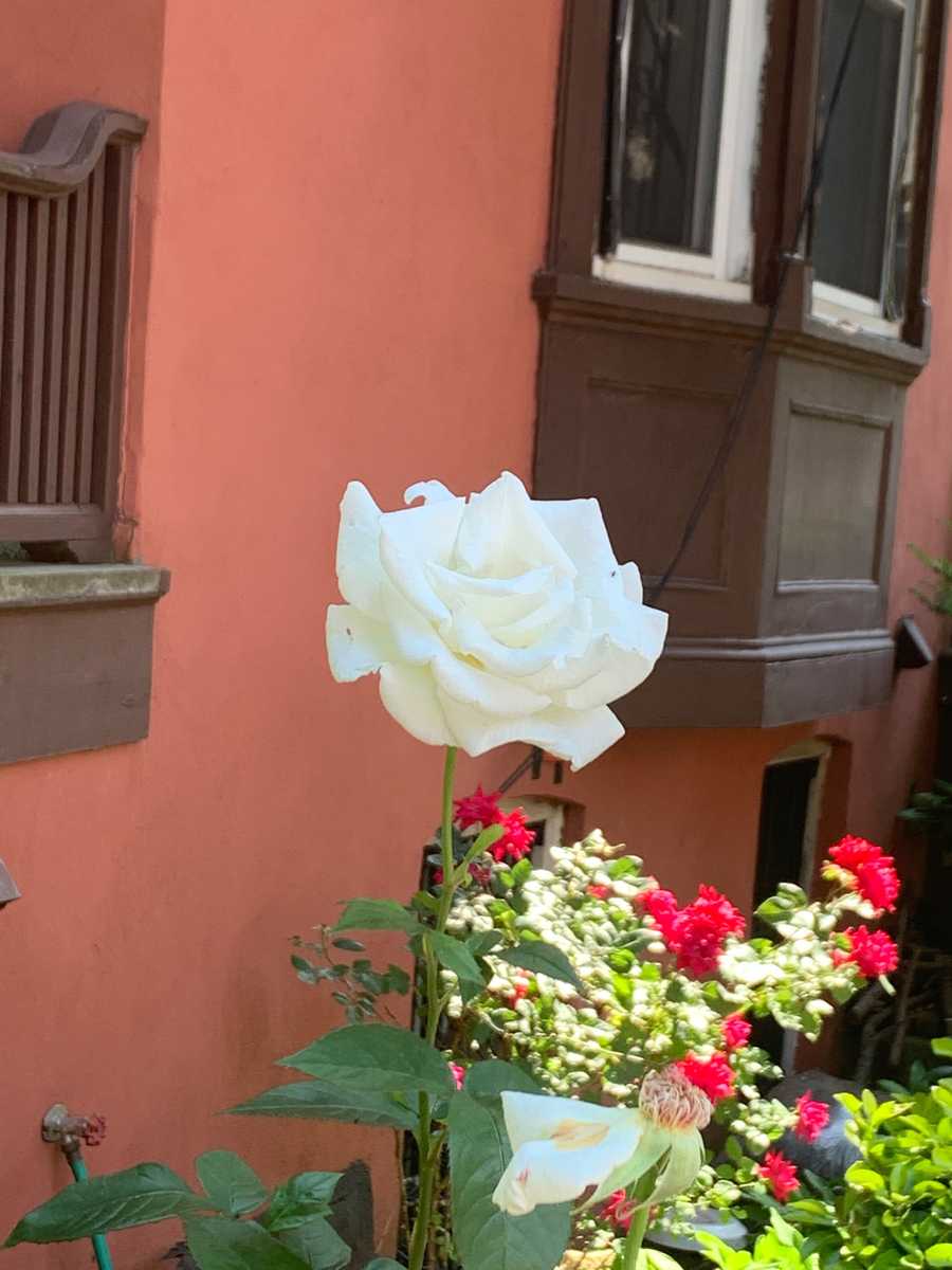 flowers White Rose - This is an alt text test for Accessibilty