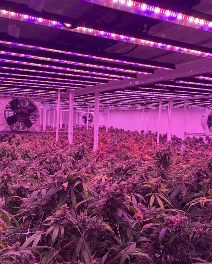 PHOTOS: 3000 marijuana plants at growing facility