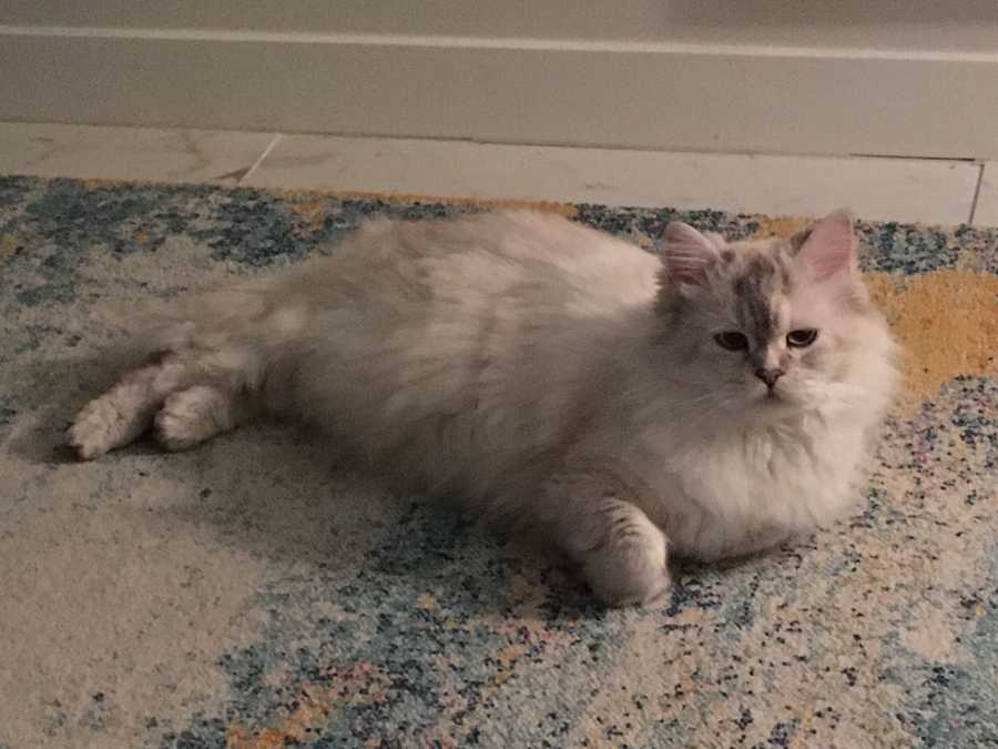 image upload test cat meow