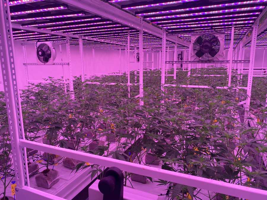 PHOTOS: 3000 marijuana plants at growing facility