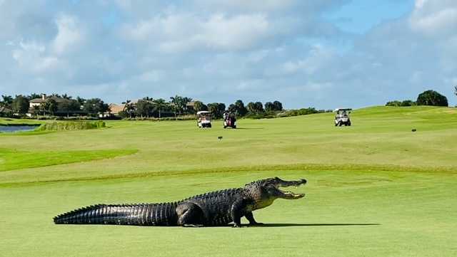 Alligator patrols the fairways at Florida golf course