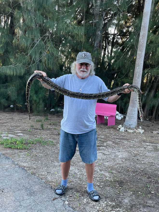 ﻿A Burmese Python captured at a Chokoloskee resident's home this past week.