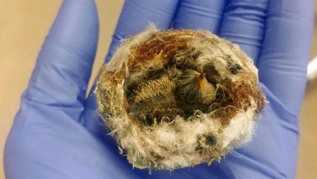 Hummingbird babies rescued in Monterey County by SPCA