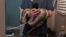A Burmese Python captured on Chokoloskee by a local near his home.