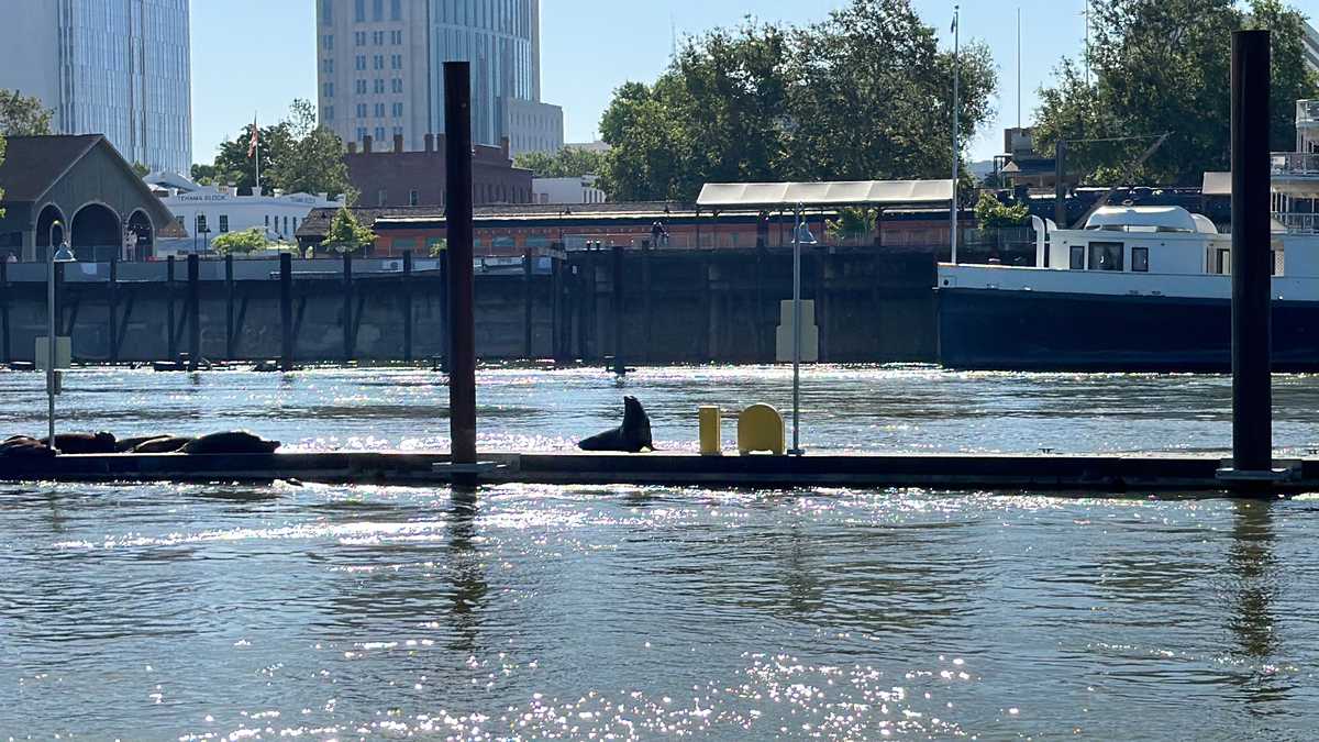 Sea lion showdown: Will the Sacramento River's visitors be a boon or a  bane? - CBS Sacramento