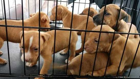Puppies coming to ﻿Humane Society of Carroll County