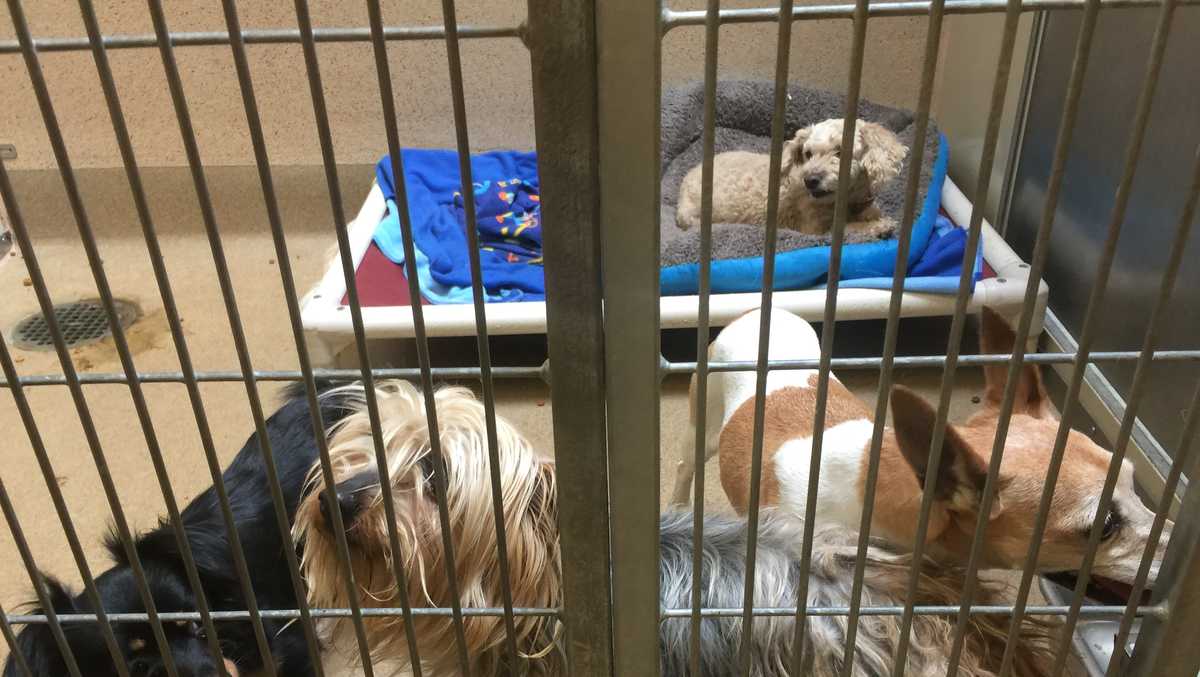 Dozens of lost animals fill Sacramento County shelter