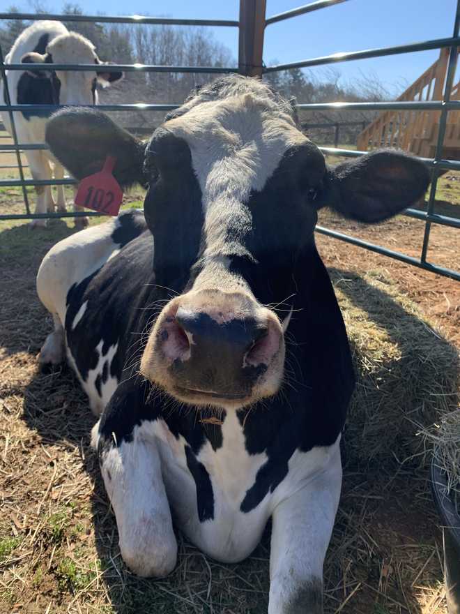 Cow who fell&​​#x20;off trailer on interstate 26