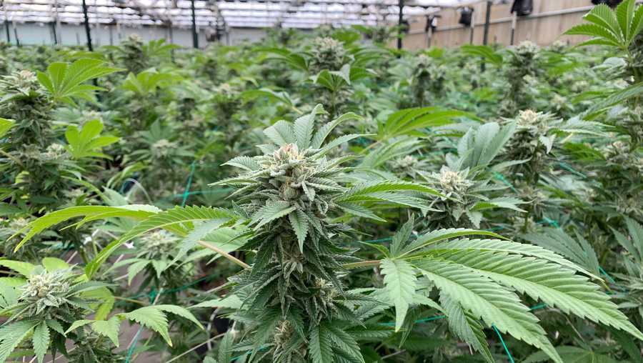 Marijuana plants growing at the Pacific Reserve Nursery